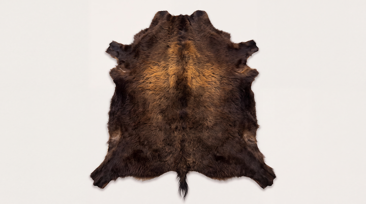 First grade Frontier Select bison hide laid flat, fur side up, showing full winter coat with no patches or hair slippage