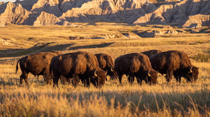 American bison herd grazing on open prairie at golden hour with badlands in the distance